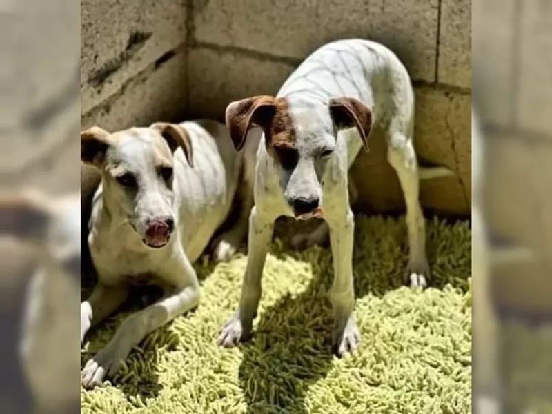 Lucky, freundlich sozial und gut gelaunt