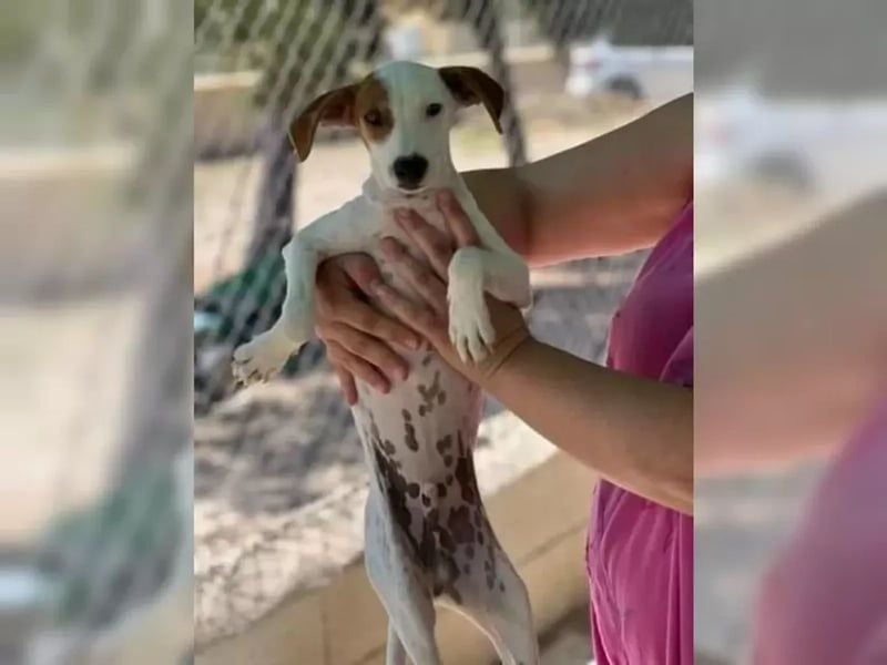 Lucky, freundlich sozial und gut gelaunt