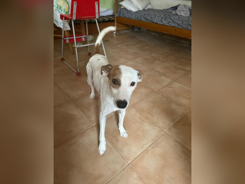 Lucky, freundlich sozial und gut gelaunt