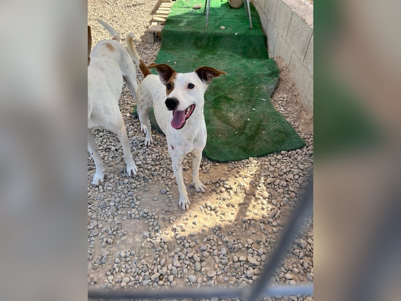 Lucky, freundlich sozial und gut gelaunt