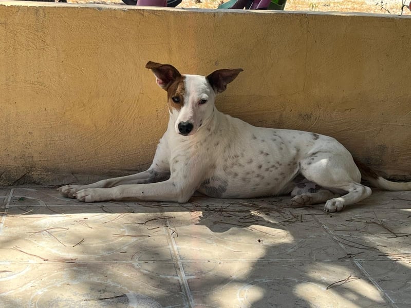 Lucky, wann bekommt er seine Chance?