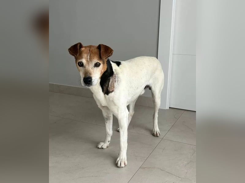 Max - sanfter Bodeguero-Mix sucht sein Zuhause