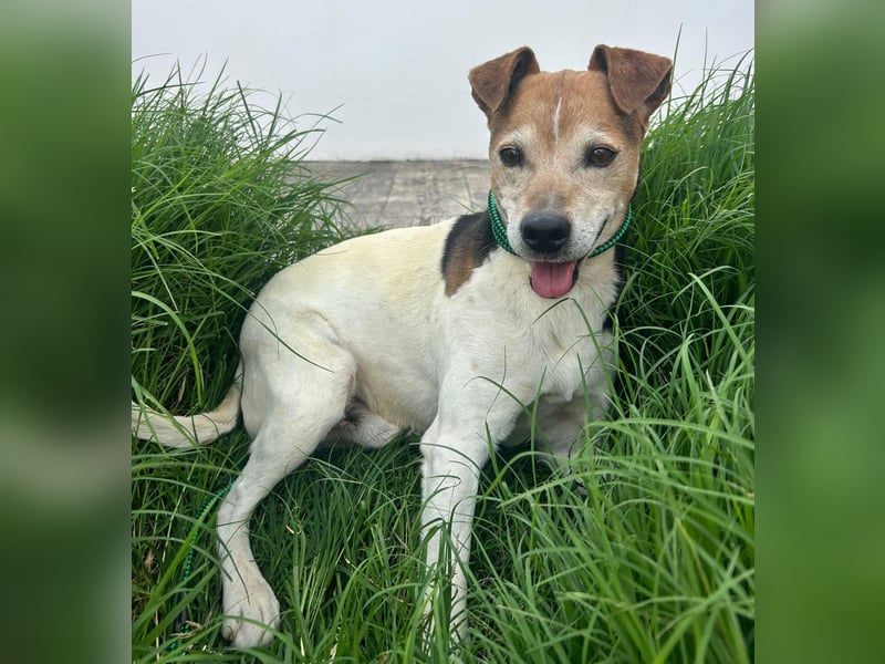 Max - sanfter Bodeguero-Mix sucht sein Zuhause