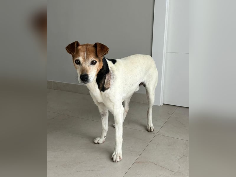 Max - sanfter Bodeguero-Mix sucht sein Zuhause