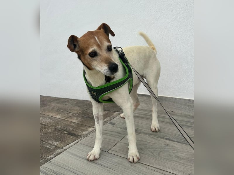 Max - sanfter Bodeguero-Mix sucht sein Zuhause