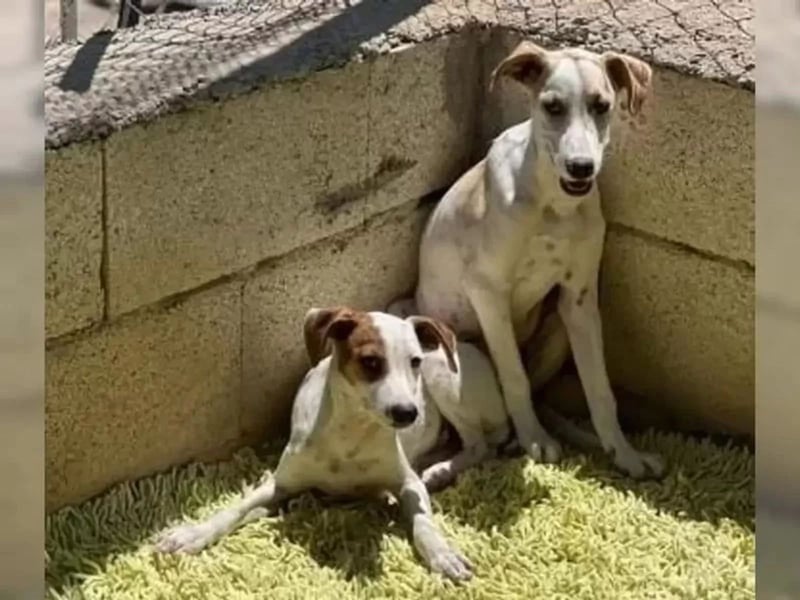 Lucky, mag Kinder, Katzen und Hundekumpels