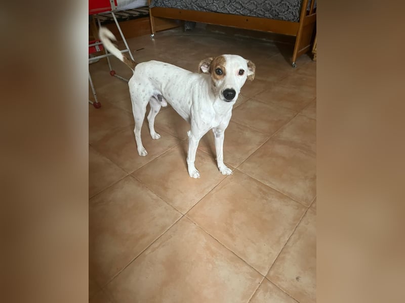 Lucky, wann bekommt er seine Chance?