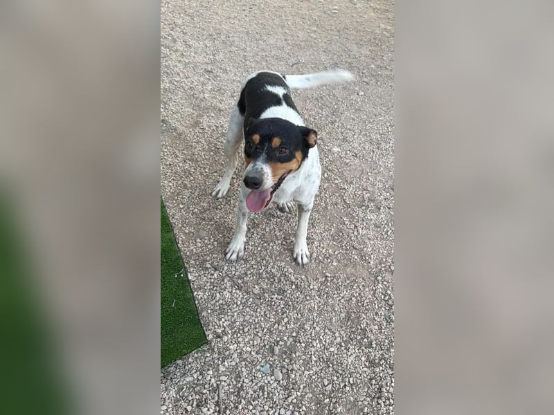 Limón ,ein fröhlicher Herzenshund mit ständig wedelndem Schwänzchen sucht sein Zuhause