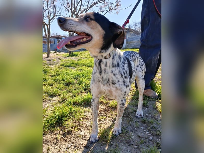 Pini - freundliche Jagdhund-Mischlingshündin sucht ihr Zuhause