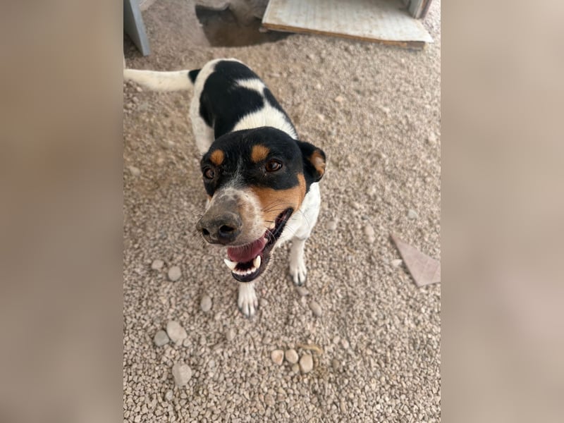 Limón - ein fröhlicher Herzenshund mit ständig wedelndem Schwänzchen sucht sein Zuhause