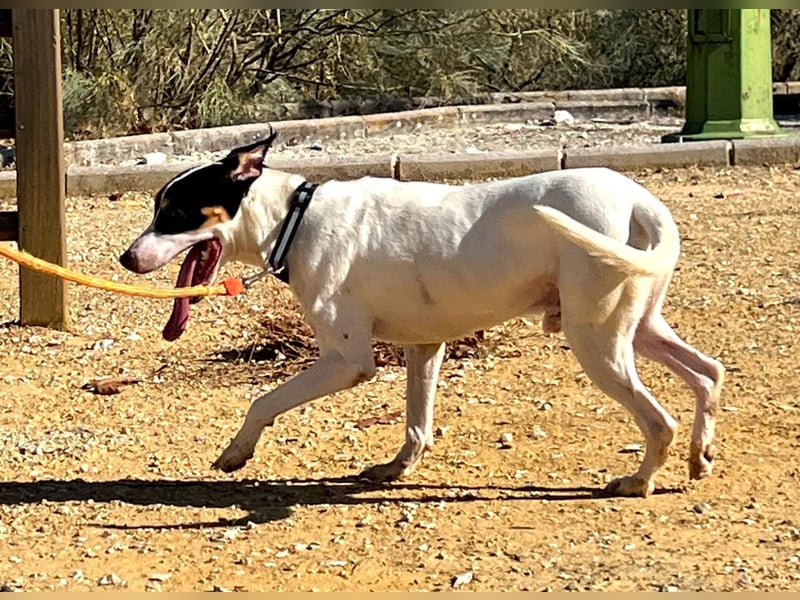 Bestia- wo darf er endlich ankommen?