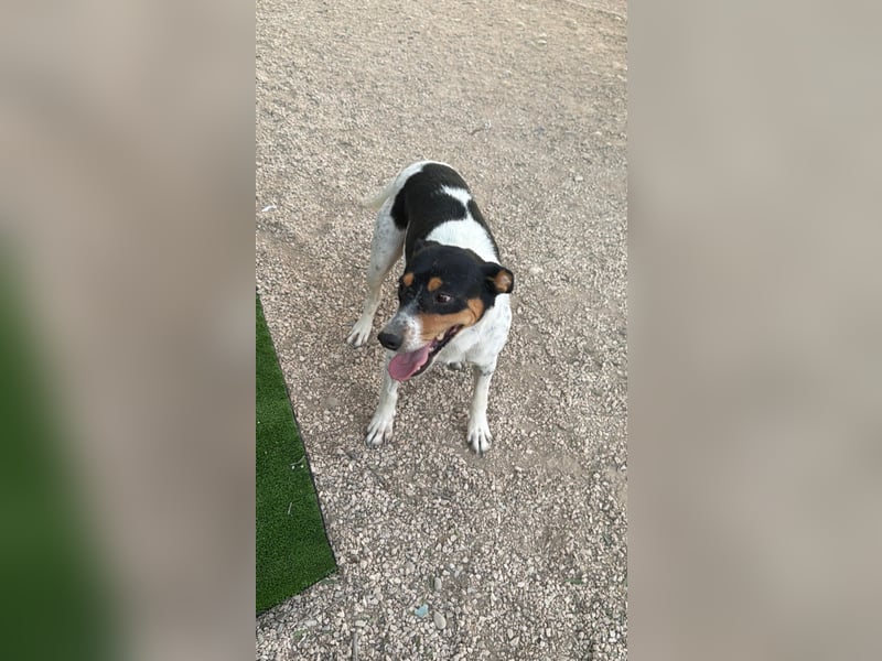 Limón - ein fröhlicher Herzenshund mit ständig wedelndem Schwänzchen sucht sein Zuhause