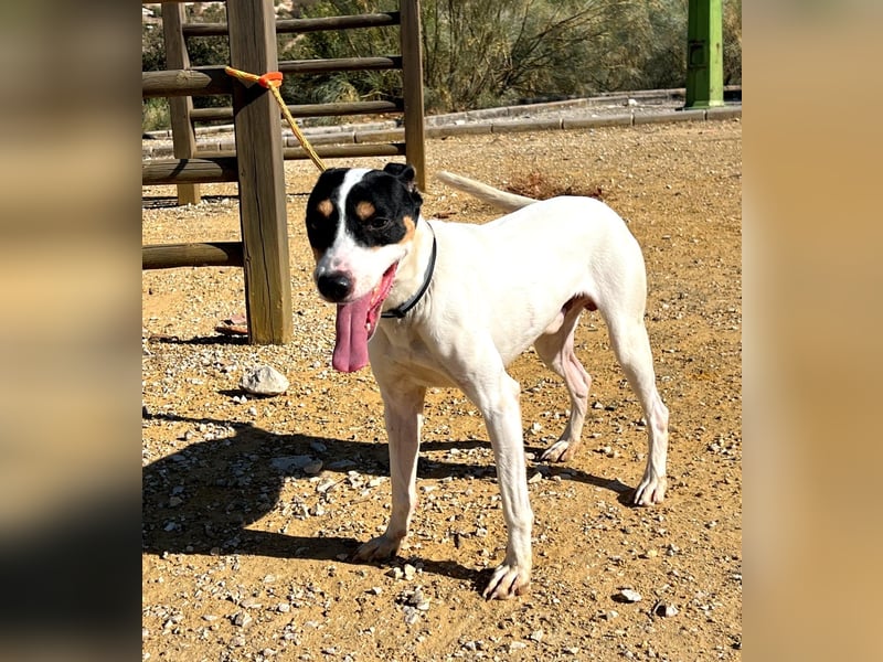 Bestia- wo darf er endlich ankommen?