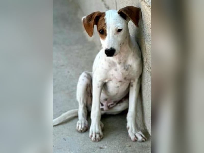 Lucky, wann bekommt er seine Chance?