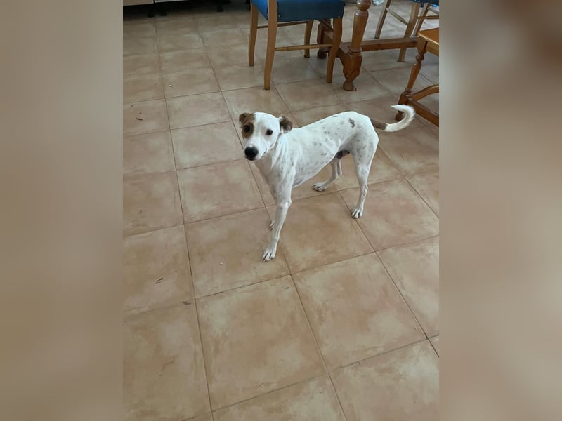 Lucky, wann bekommt er seine Chance?