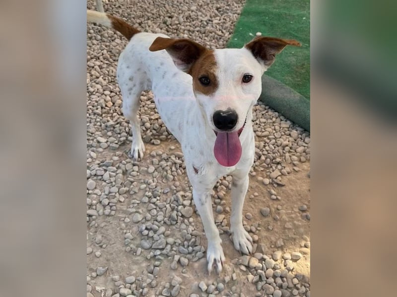 Lucky, mag Kinder, Katzen und Hundekumpels