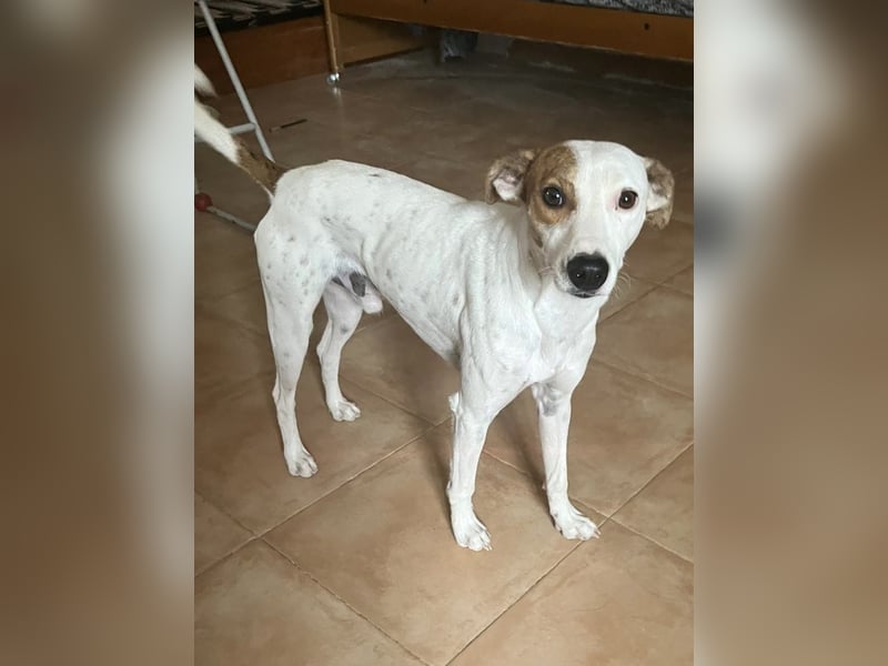 Lucky, freundlich sozial und gut gelaunt