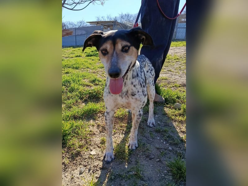 Pini, hofft endlich ein liebevolles Zuhause zu finden