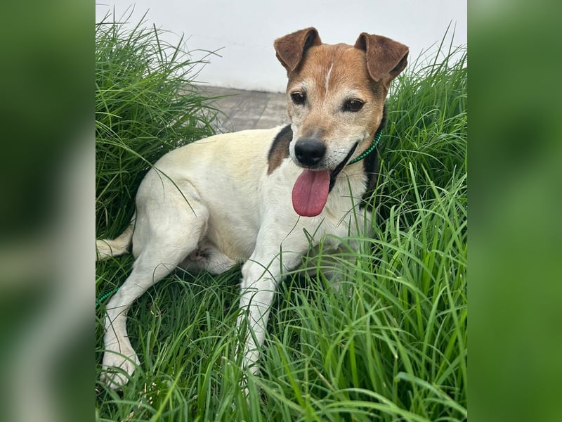 Max - sanfter Bodeguero-Mix sucht sein Zuhause