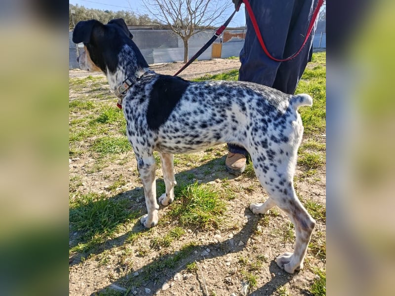 Pini - freundliche Jagdhund-Mischlingshündin sucht ihr Zuhause