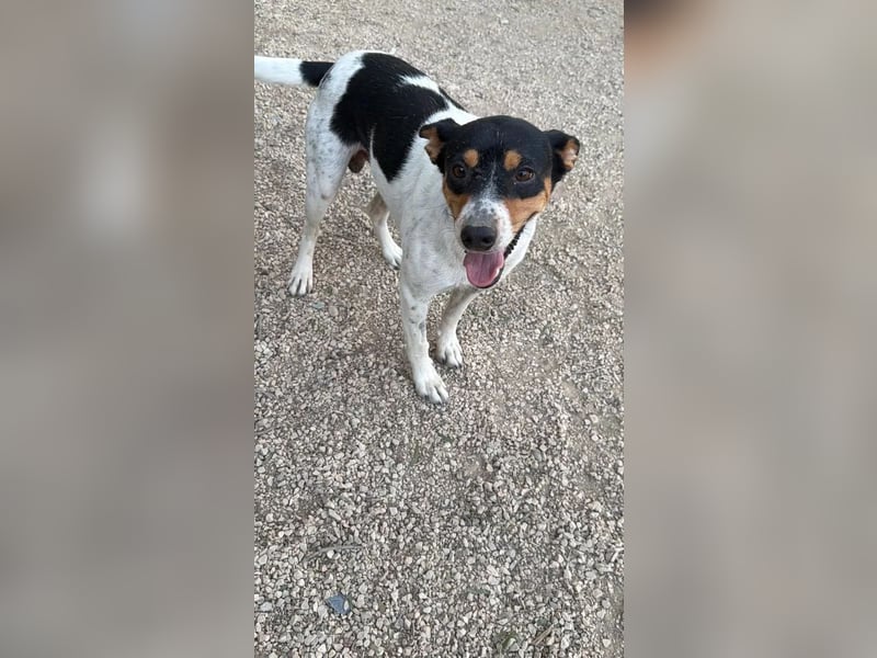 Limón ,ein fröhlicher Herzenshund mit ständig wedelndem Schwänzchen sucht sein Zuhause