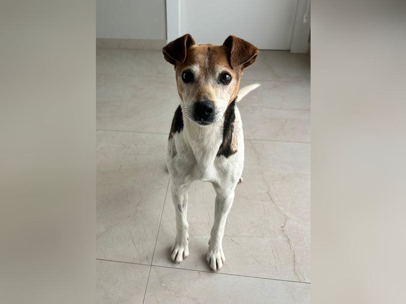 Max - sanfter Bodeguero-Mix sucht sein Zuhause