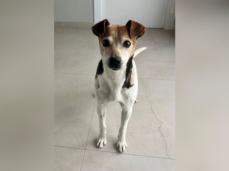 Max - sanfter Bodeguero-Mix sucht sein Zuhause