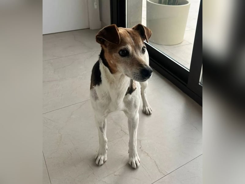 Max - sanfter Bodeguero-Mix sucht sein Zuhause