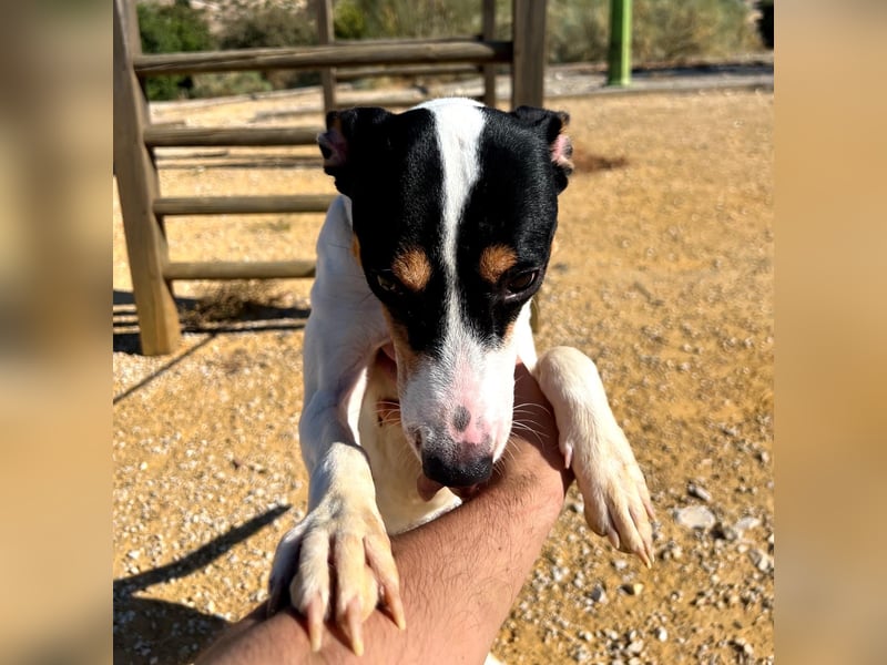 Bestia- wo darf er endlich ankommen?