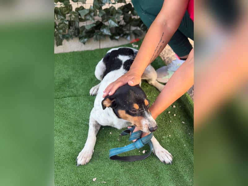 Limón - ein fröhlicher Herzenshund mit ständig wedelndem Schwänzchen sucht sein Zuhause