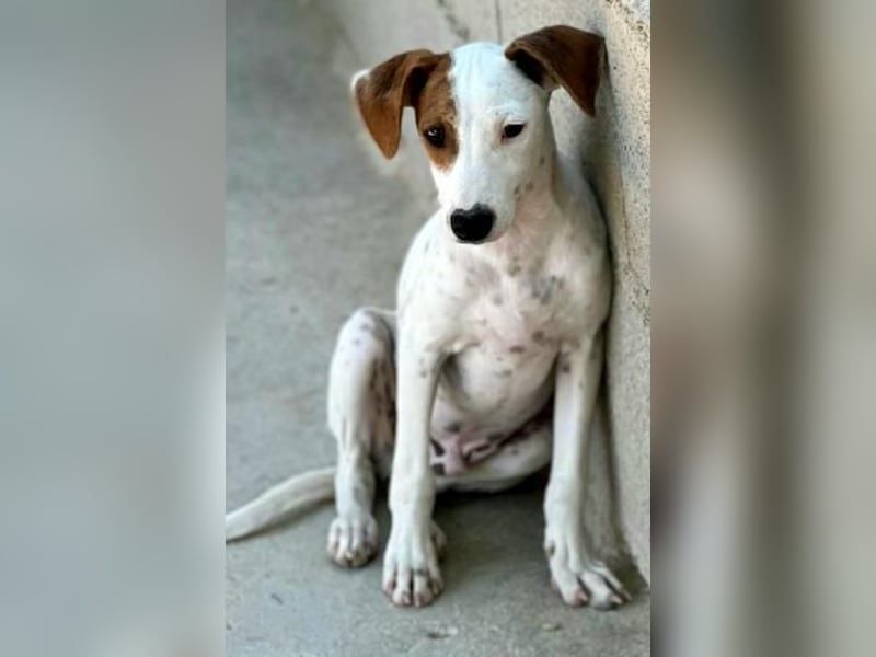 Lucky, wann bekommt er seine Chance?