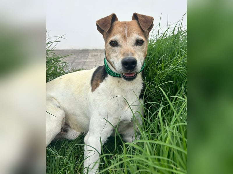 Max - sanfter Bodeguero-Mix sucht sein Zuhause