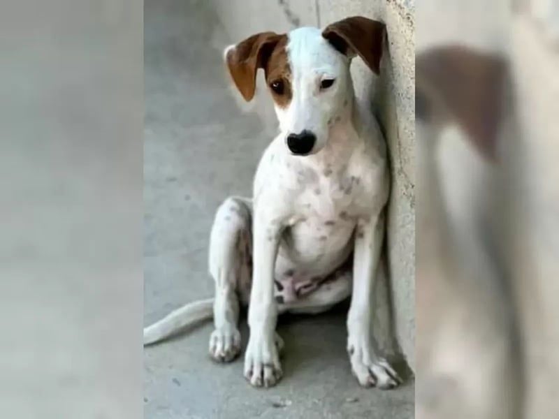 Lucky, freundlich sozial und gut gelaunt