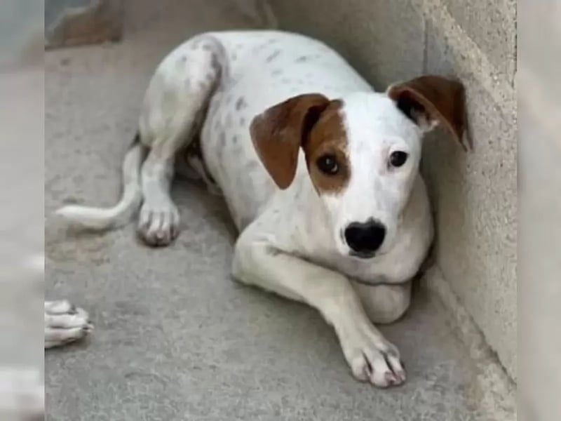 Lucky, freundlich sozial und gut gelaunt