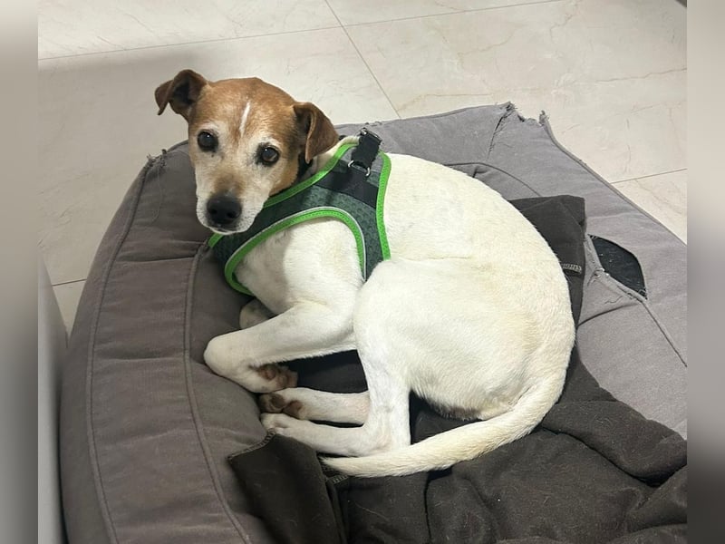 Max - sanfter Bodeguero-Mix sucht sein Zuhause