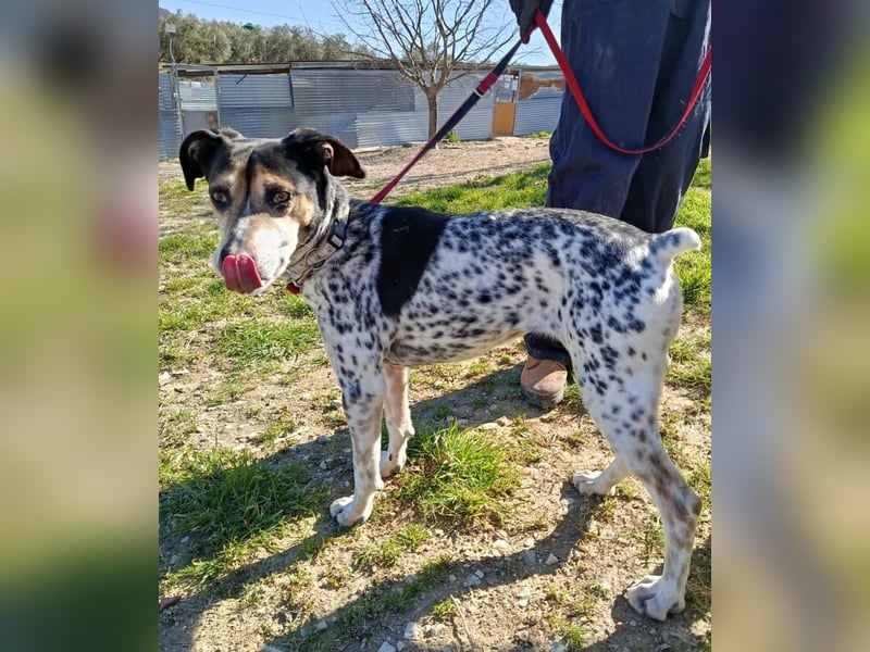 Pini - freundliche Jagdhund-Mischlingshündin sucht ihr Zuhause