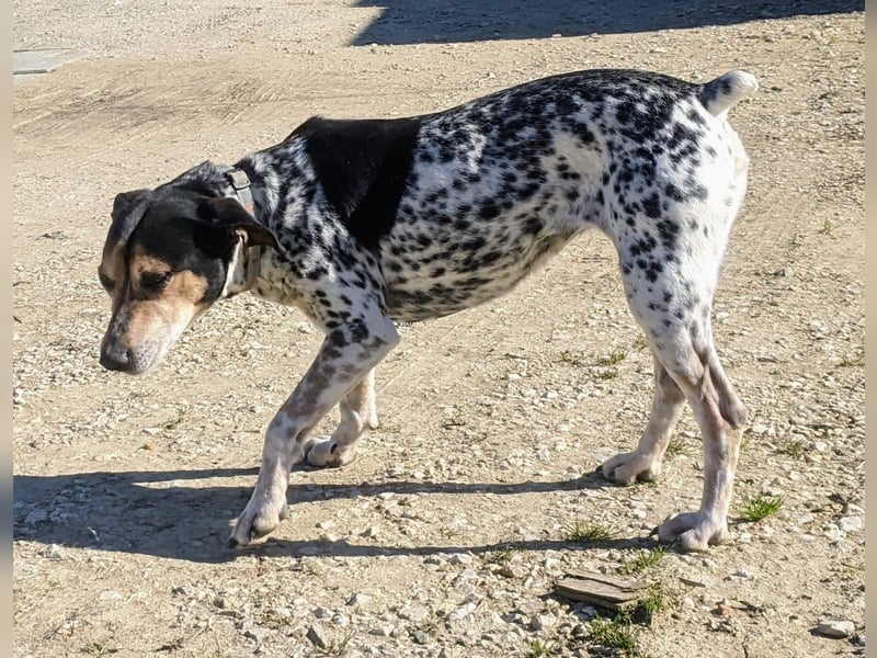 Pini - freundliche Jagdhund-Mischlingshündin sucht ihr Zuhause