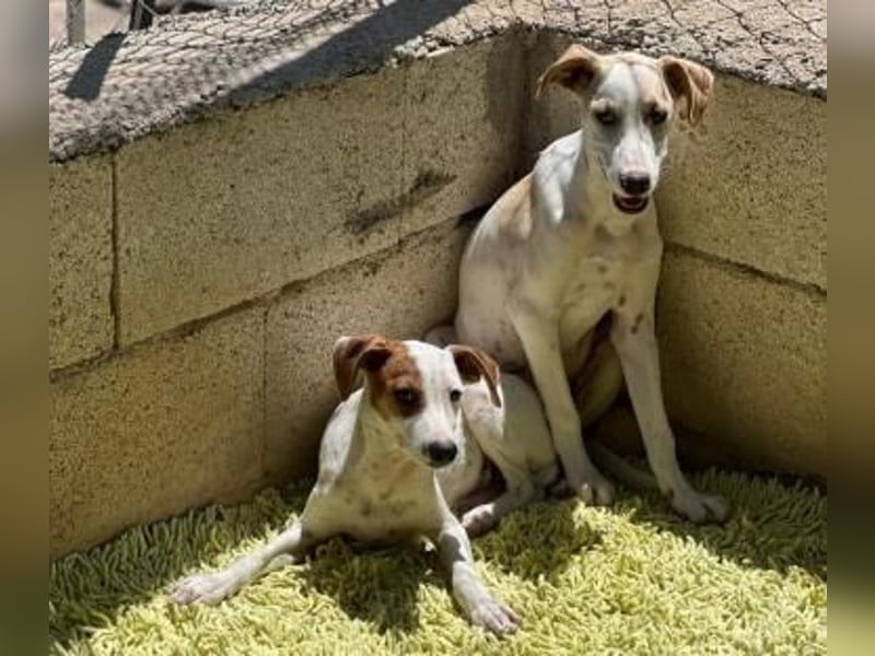 Lucky, wann bekommt er seine Chance?