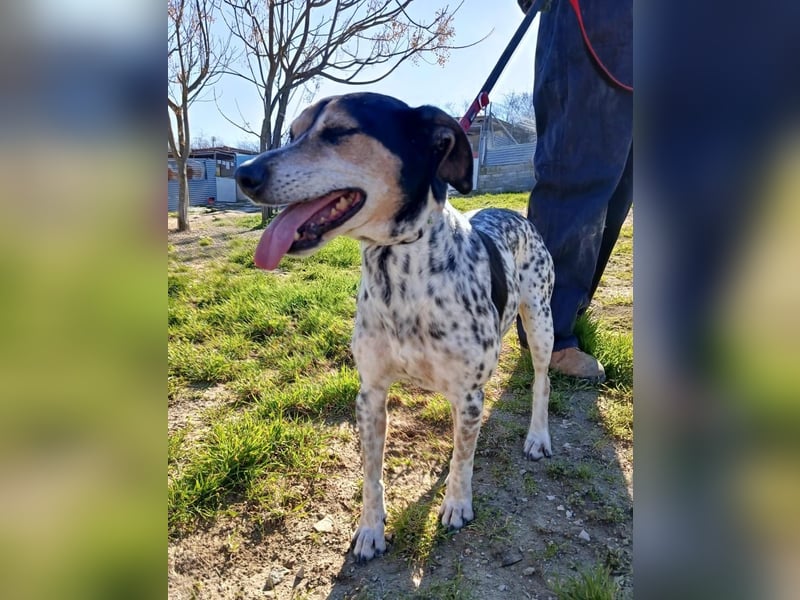 Pini, hofft endlich ein liebevolles Zuhause zu finden