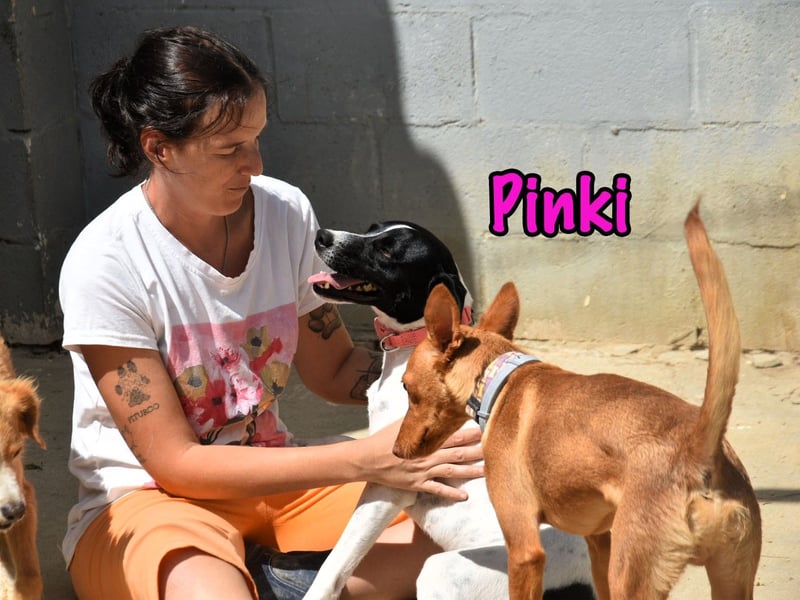 Pinki geb. 05/2024 (ESP) - loyale, verspielte und gesellige Bodeguero-Mix Hündin!