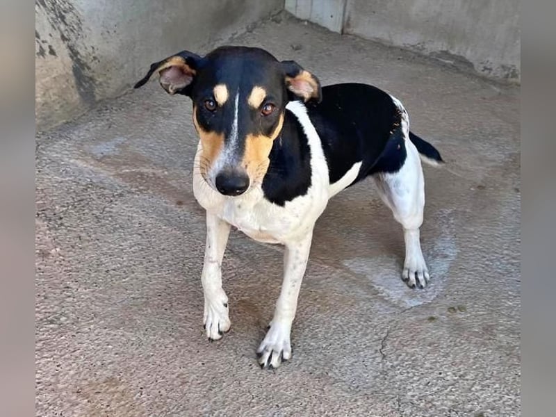 DOROTHY das feine Mädchen