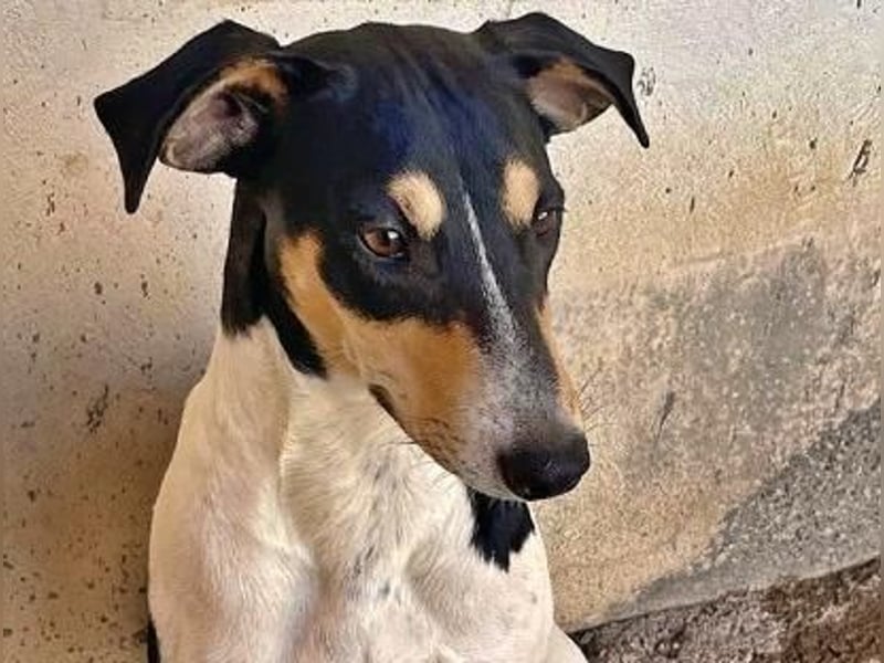 DOROTHY das feine Mädchen