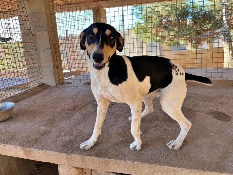 DOROTHY das feine Mädchen