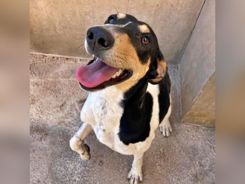 DOROTHY das feine Mädchen