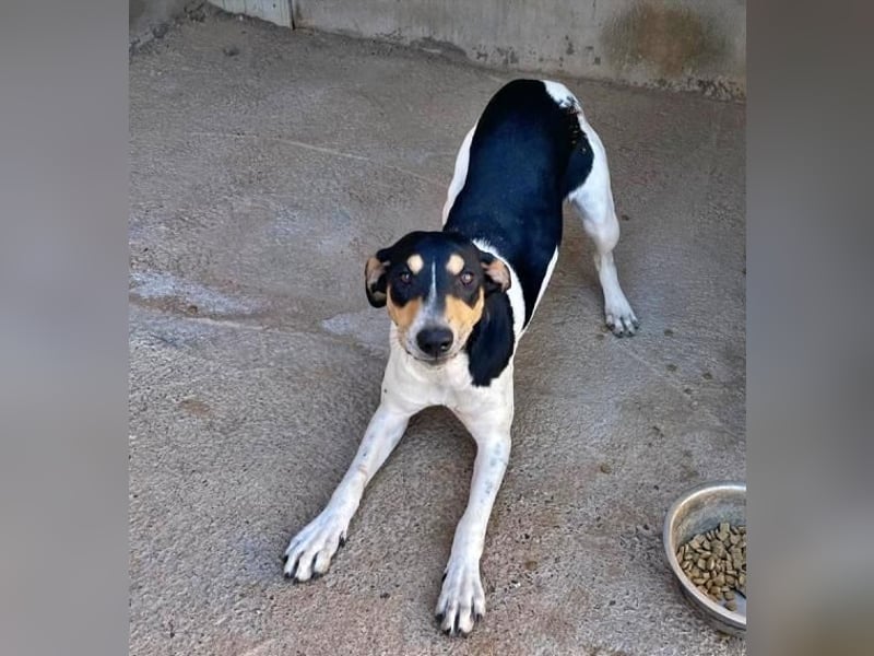 DOROTHY das feine Mädchen