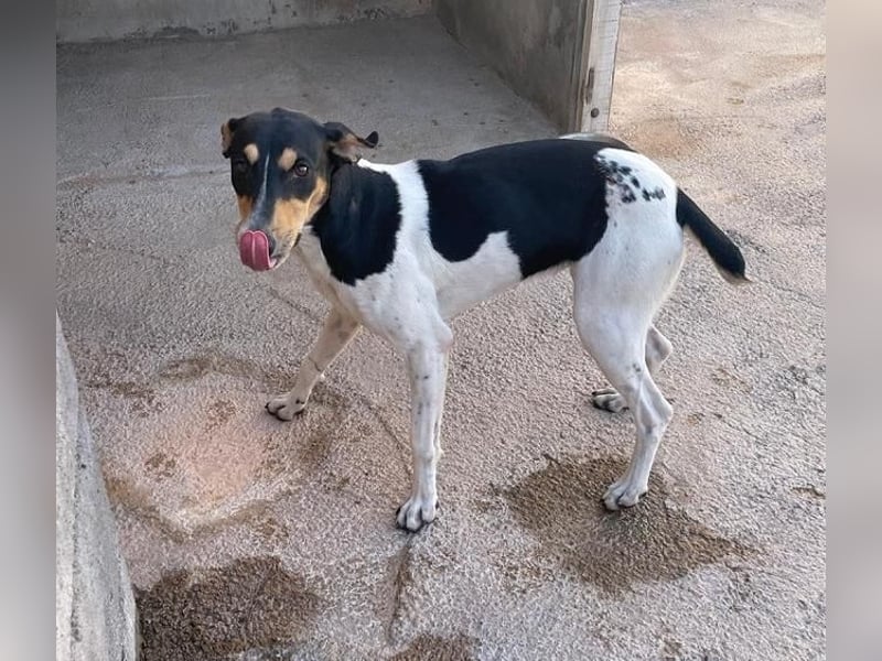 DOROTHY das feine Mädchen