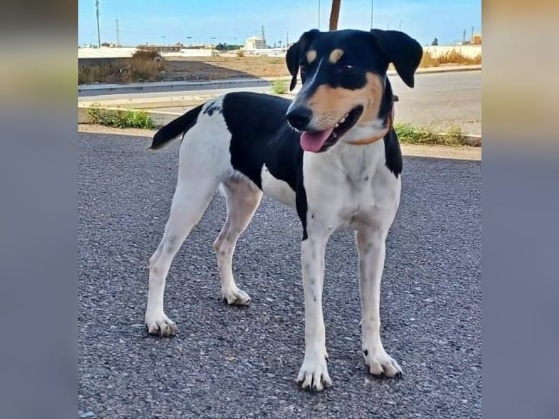 DOROTHY das feine Mädchen