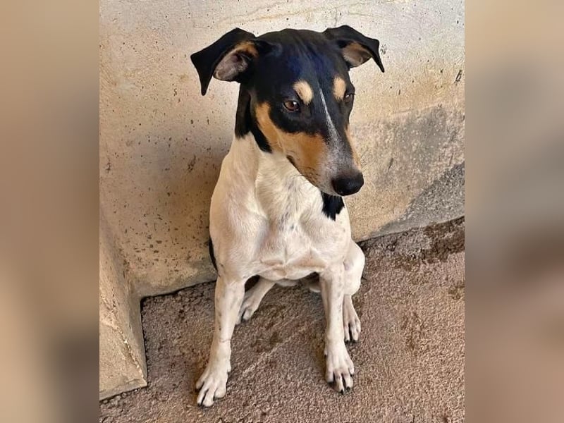 DOROTHY das feine Mädchen