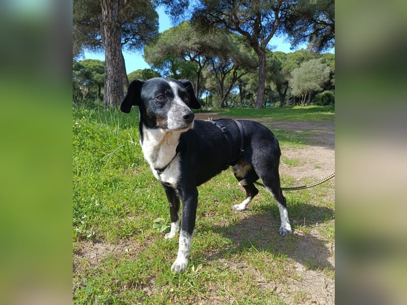 lebenlustiger Hundebube Elfo