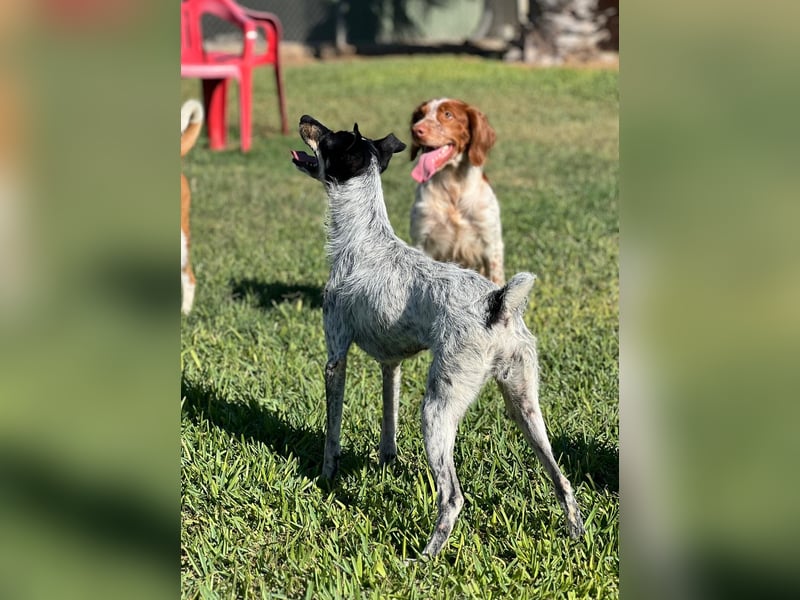 kleine, zarte und sensible Hundeseele